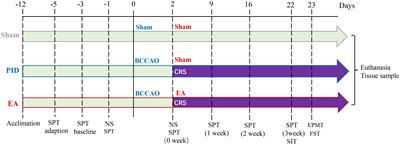 Evaluation of electroacupuncture as a non-pharmacological therapy for astrocytic structural aberrations and behavioral deficits in a post-ischemic depression model in mice
